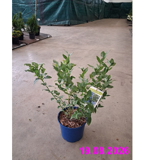 Vaccinium cor. 'Duke' C 2 L